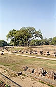 The archeologica excavations of the site of Sarnath 
